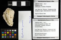 Foto (Objekt + Etiketten) von Eodromites grandis (von Meyer 1857) 